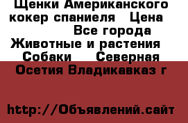 Щенки Американского кокер спаниеля › Цена ­ 15 000 - Все города Животные и растения » Собаки   . Северная Осетия,Владикавказ г.